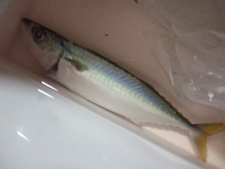 ボウズは免れましたが...