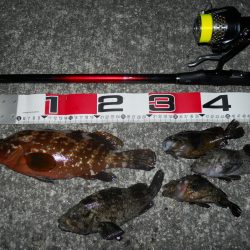 半夜のエビ撒き釣り