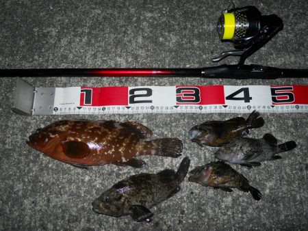 半夜のエビ撒き釣り