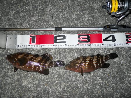 半夜のエビ撒き釣りで根魚