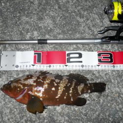 夕方～エビ撒き釣り