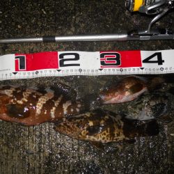 夕方～雨天のエビ撒き釣り