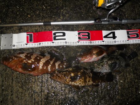 夕方～雨天のエビ撒き釣り