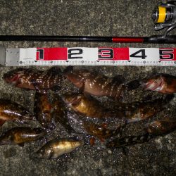 半夜のエビ撒き釣りで根魚