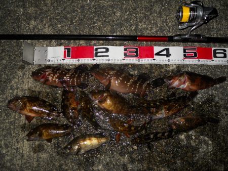 半夜のエビ撒き釣りで根魚