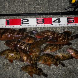 夕方~エビ撒き釣りで根魚