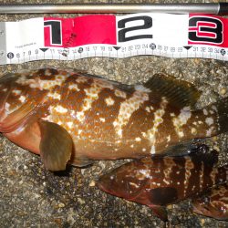 半夜のエビ撒き釣りでアコウ