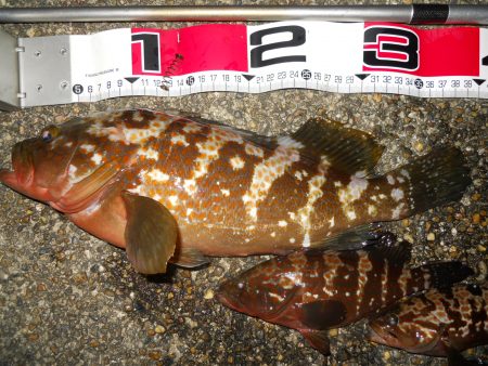 半夜のエビ撒き釣りでアコウ