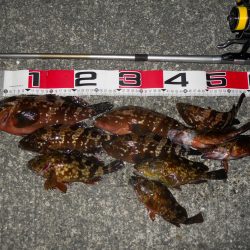 夕方～エビ撒き釣りでアコウとガシラ