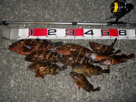 夕方～エビ撒き釣りでアコウとガシラ