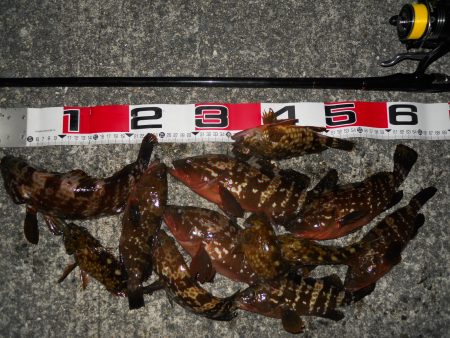 半夜のエビ撒き釣りでアコウ