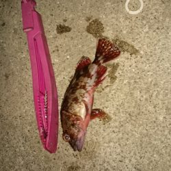 釣れないときのガシラだのみ