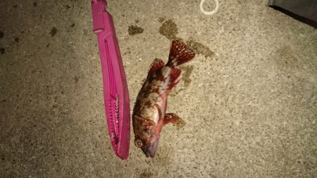 釣れないときのガシラだのみ