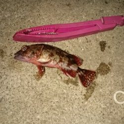 釣れないときのガシラだのみ