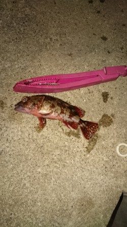 釣れないときのガシラだのみ