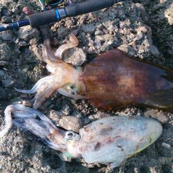 夏イカ楽しー(^^♪