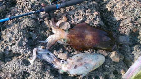 夏イカ楽しー(^^♪