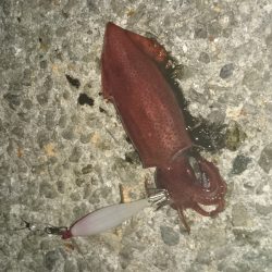 アジュール舞子でケンサキイカ！