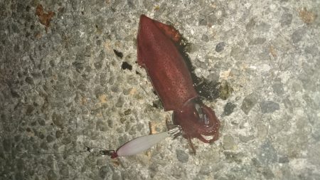 アジュール舞子でケンサキイカ！