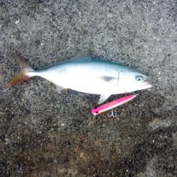 ポッパーでツバス