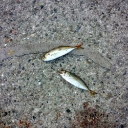 サビキでウルメイワシ&豆アジ