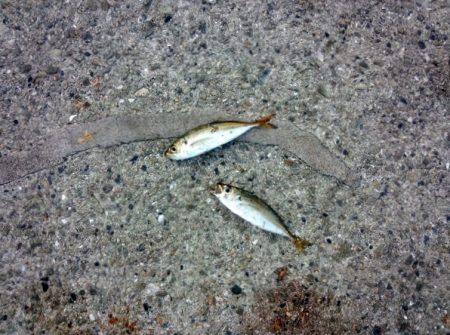 サビキでウルメイワシ&豆アジ