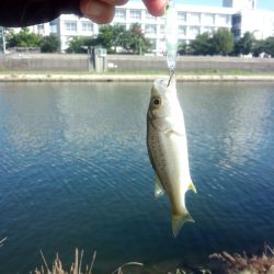 ライトタックルでチビシーバスゲーム