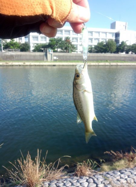 ライトタックルでチビシーバスゲーム