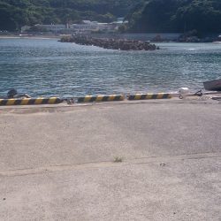 回遊魚を探しに