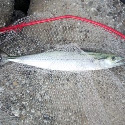 トップでサワラ