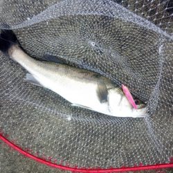 トップでシーバス