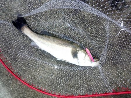 トップでシーバス