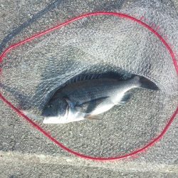 トップゲームでチヌ