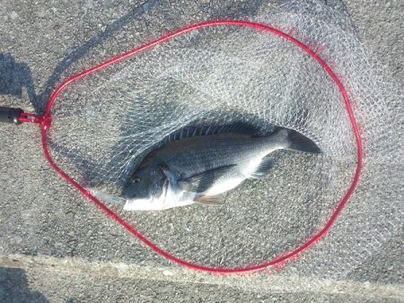 トップゲームでチヌ