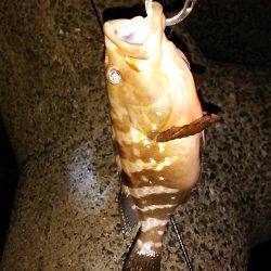 アコウを狙って