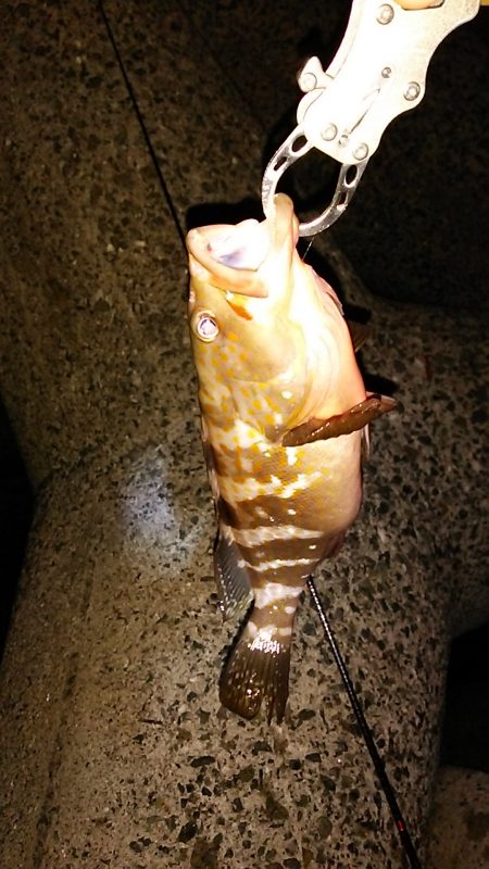 アコウを狙って