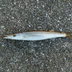 カマスゲーム②