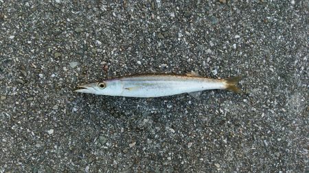 カマスゲーム②