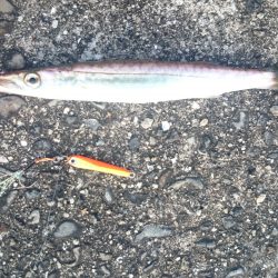 初心者にも簡単！ ジグカマス