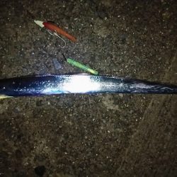 タチウオ好調❗