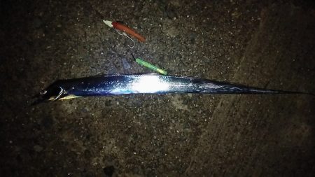 タチウオ好調❗