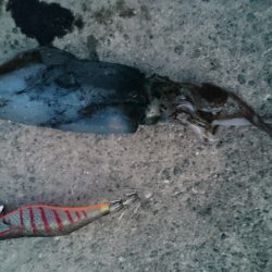 秋の始まり 新子の数釣り