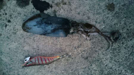 秋の始まり 新子の数釣り