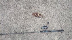 根魚狙い？！ジギング