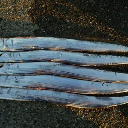 タチウオ好調継続❗