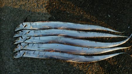 タチウオ好調継続❗