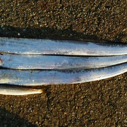 タチウオ継続中②