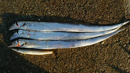 タチウオ継続中②