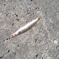 ライトジグでカマス