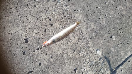 ライトジグでカマス